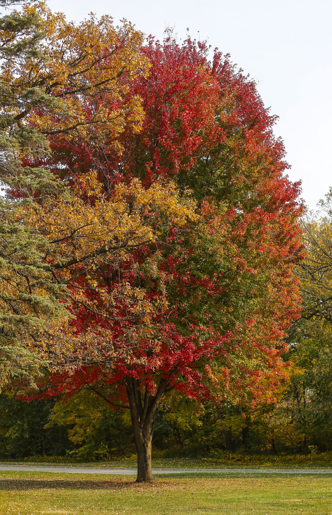 Fall Colors 18